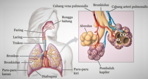 Sistem pernafasan manusia