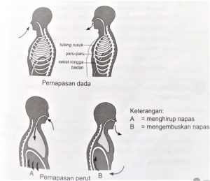 Perbedaan sistem pernafasan perut dan pernafasan dada