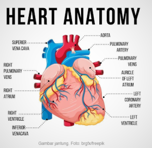 Anatomi jantung