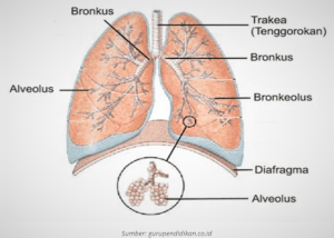 paru-paru pada sistem pernafasan manusia