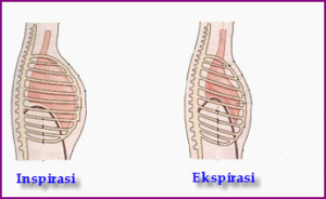 pernafasan dad dan pernafasan perut